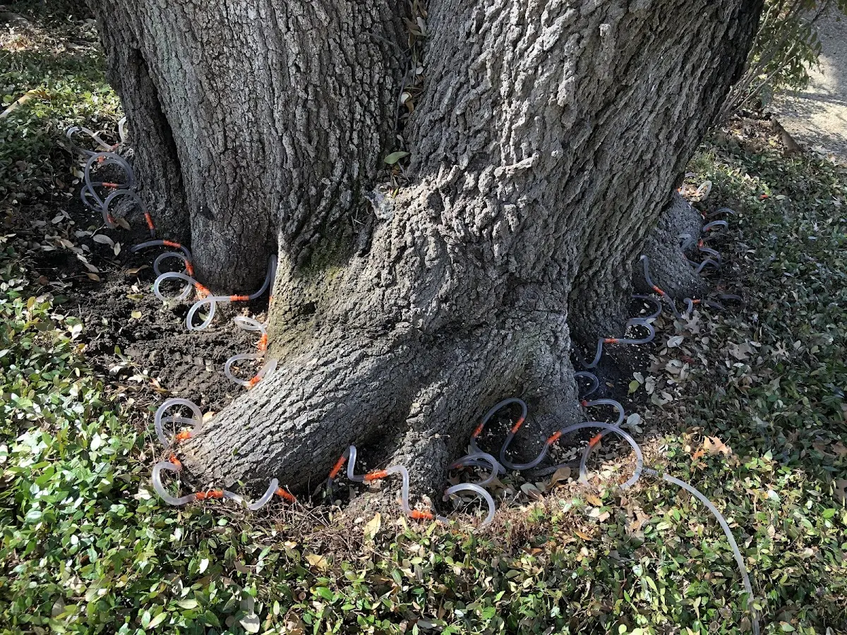 Detailed Tree Cabling and Bracing job site in Goldonna