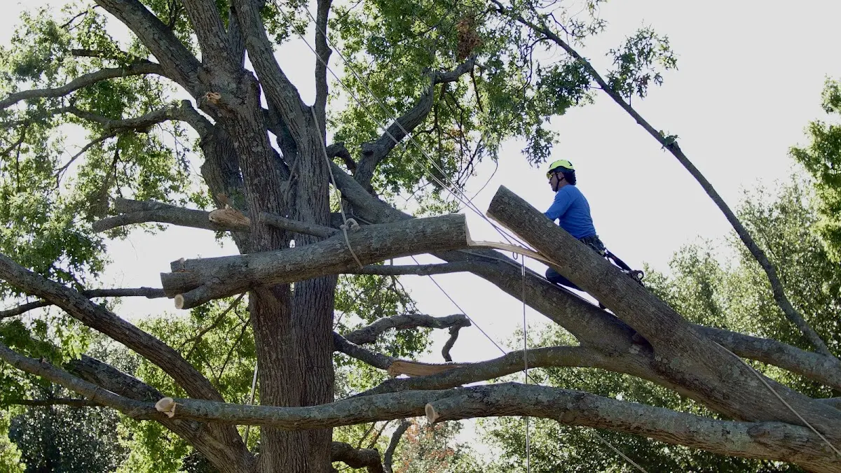 Professional Hazardous Tree Removal performed by certified arborists in Goldonna